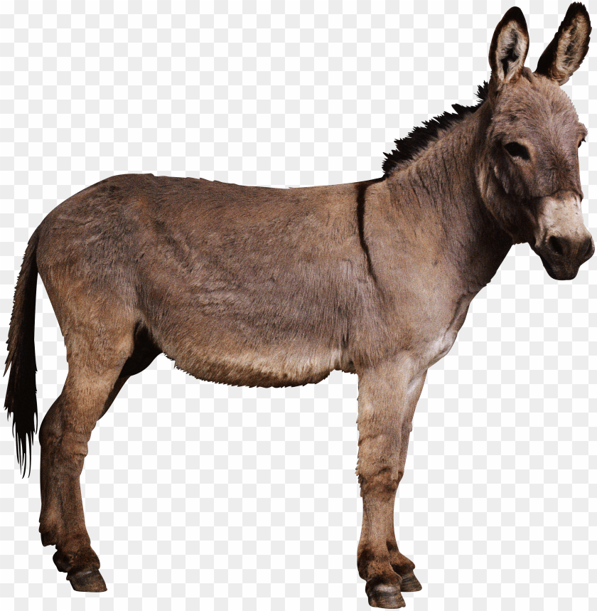 Detail Donkey Transparent Background Nomer 4