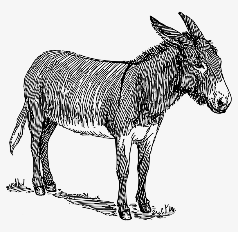 Detail Donkey Transparent Background Nomer 30