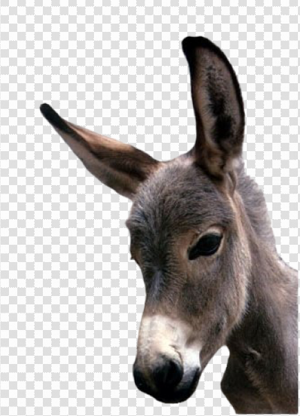 Detail Donkey Transparent Background Nomer 31