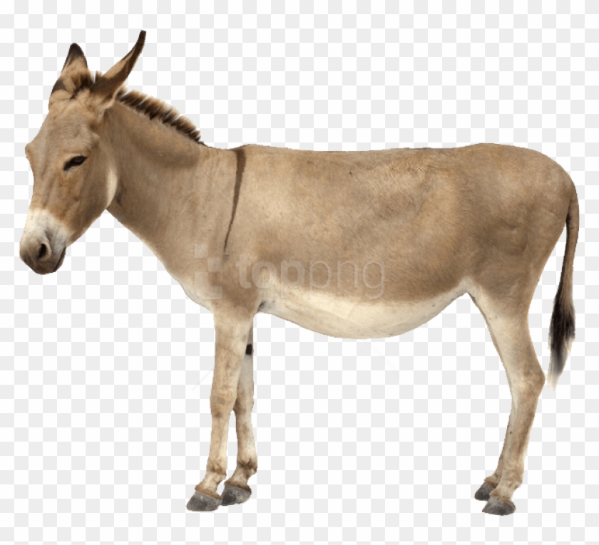 Detail Donkey Transparent Background Nomer 5
