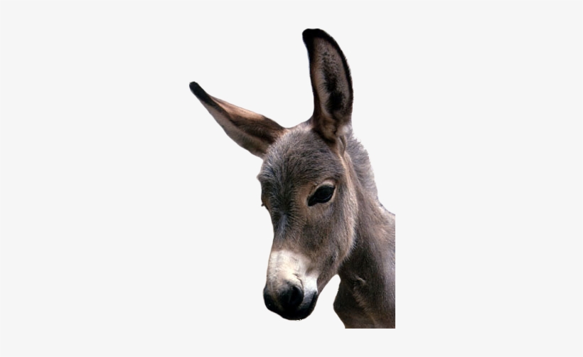 Detail Donkey Transparent Background Nomer 44