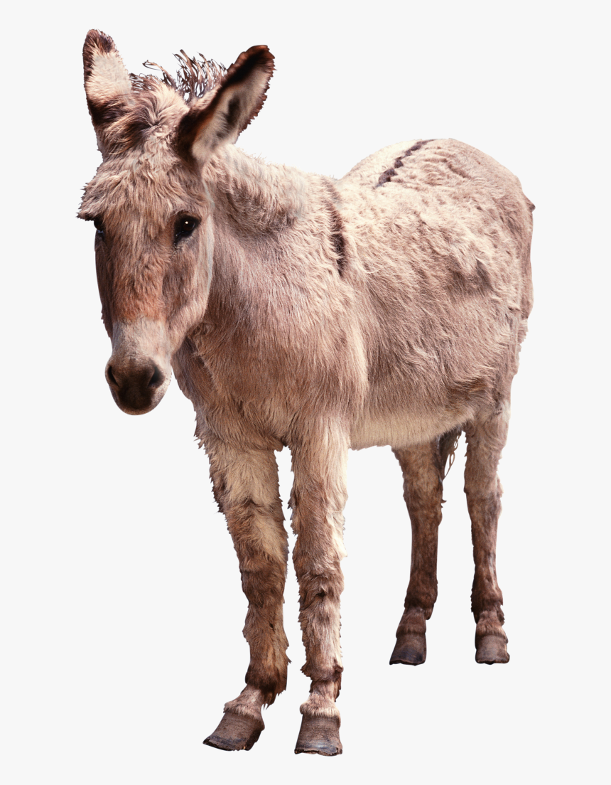 Detail Donkey Transparent Background Nomer 45