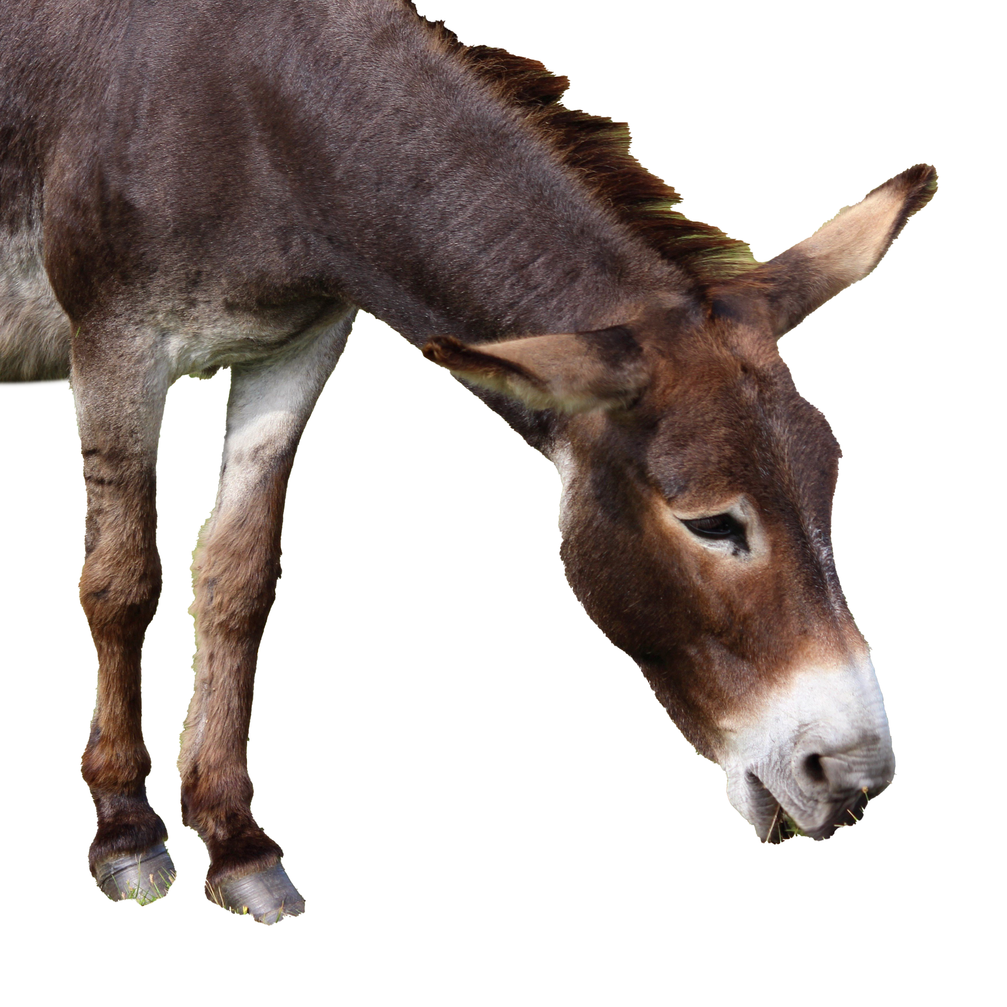 Detail Donkey Transparent Background Nomer 6