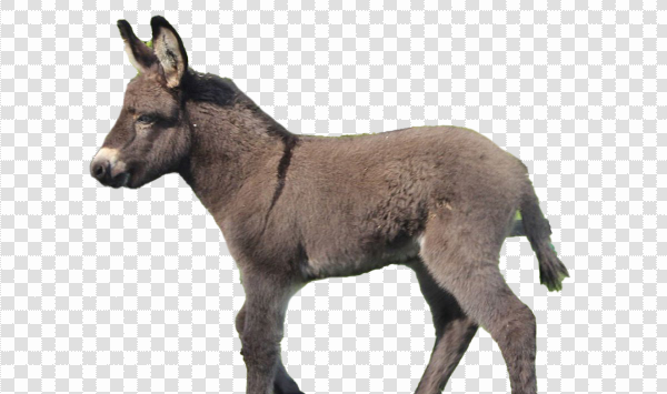 Detail Donkey Transparent Background Nomer 56