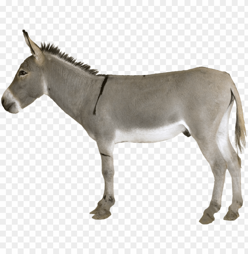 Detail Donkey Transparent Background Nomer 7