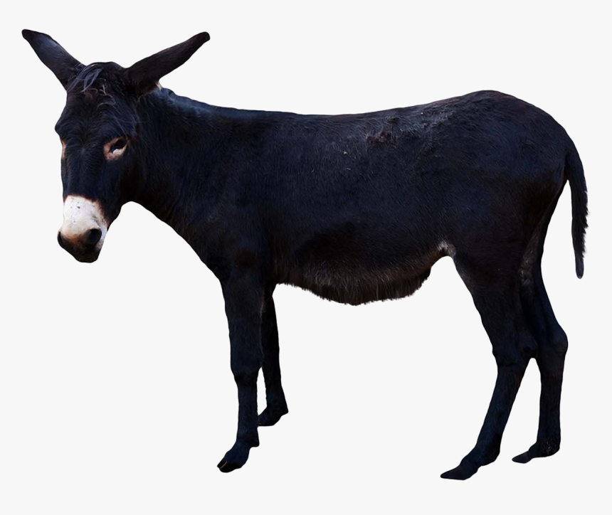 Detail Donkey Transparent Background Nomer 9