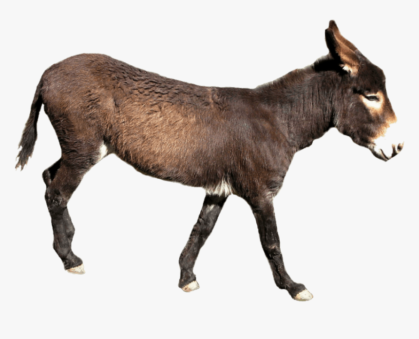 Detail Donkey Transparent Background Nomer 10