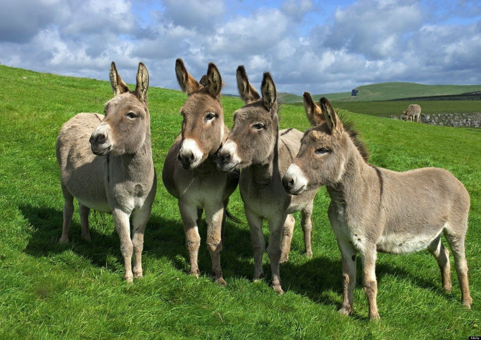 Donkey Wallpapers - KibrisPDR