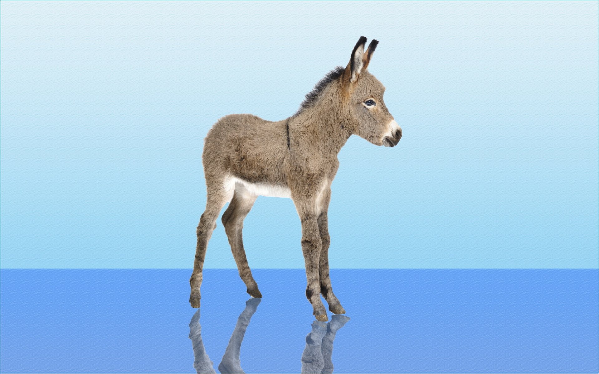 Detail Donkey Wallpapers Nomer 20