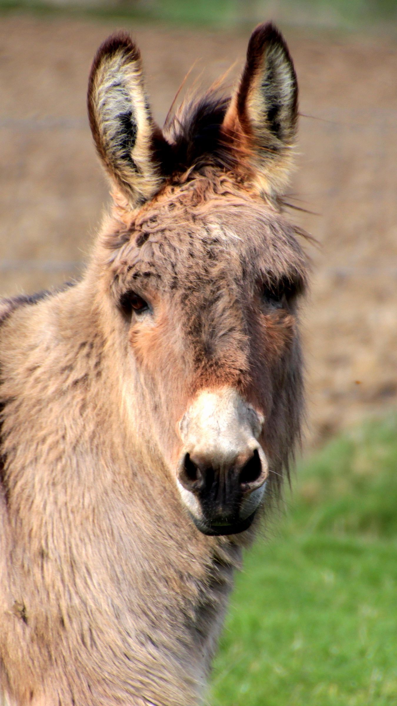 Detail Donkey Wallpapers Nomer 22