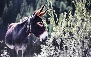 Detail Donkey Wallpapers Nomer 34