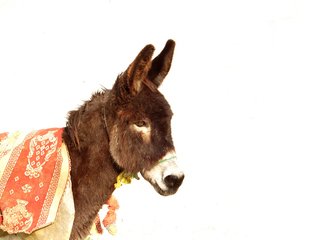 Detail Donkeys Pictures Free Nomer 21