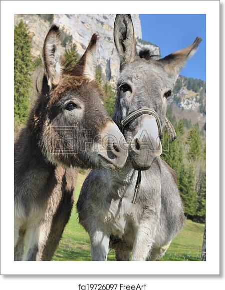 Detail Donkeys Pictures Free Nomer 45