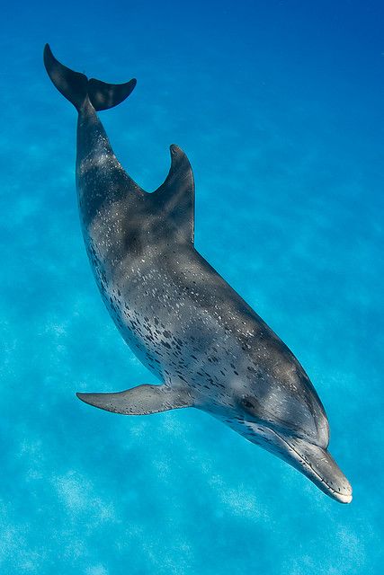 Detail Dophin Image Nomer 21