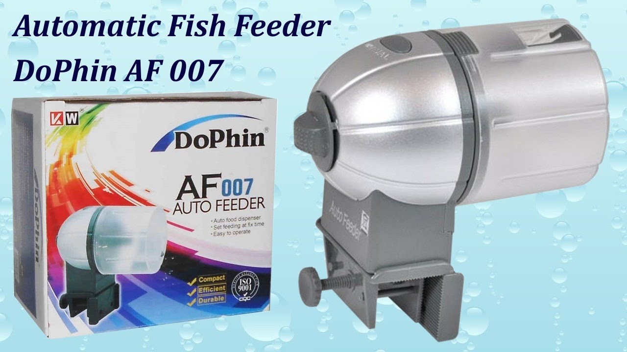 Detail Dophin Image Nomer 38