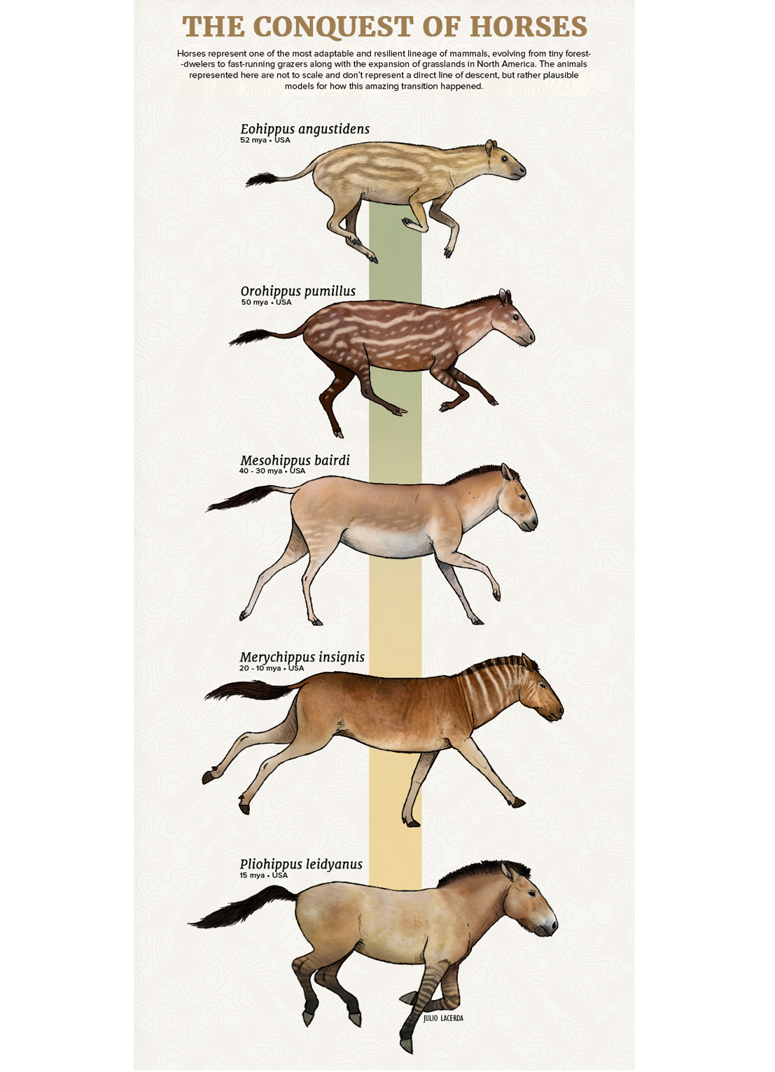 Detail Eohippus Bilder Nomer 4