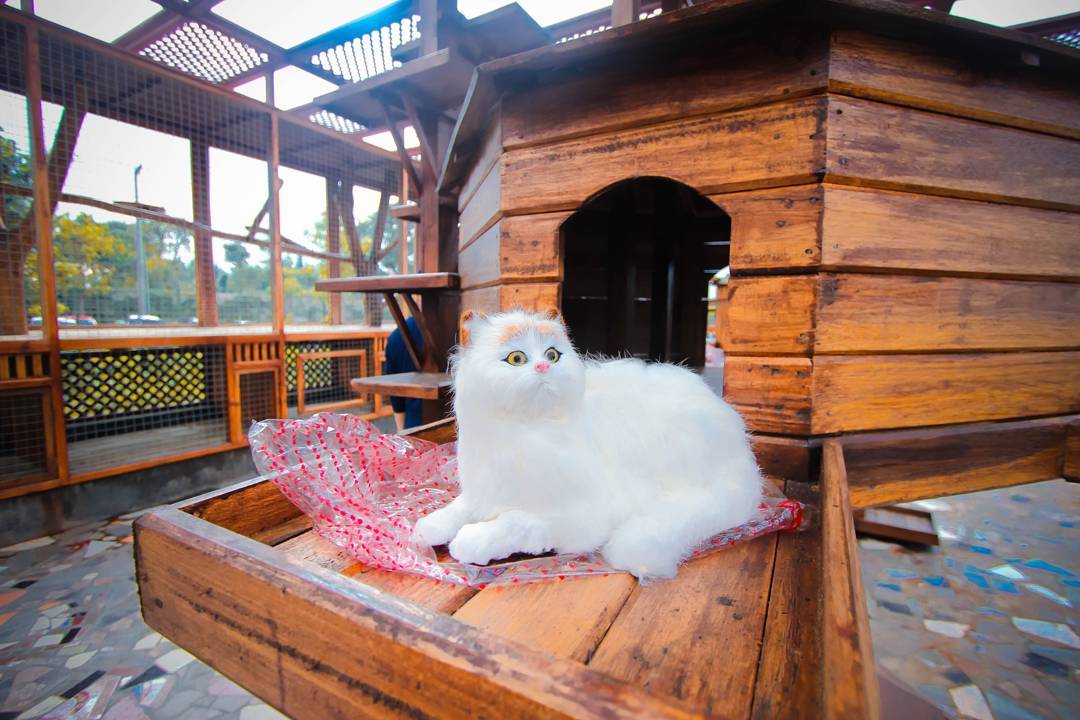 Rumah Kucing Bandung - KibrisPDR
