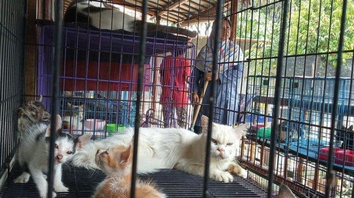 Detail Rumah Kucing Bandung Nomer 20