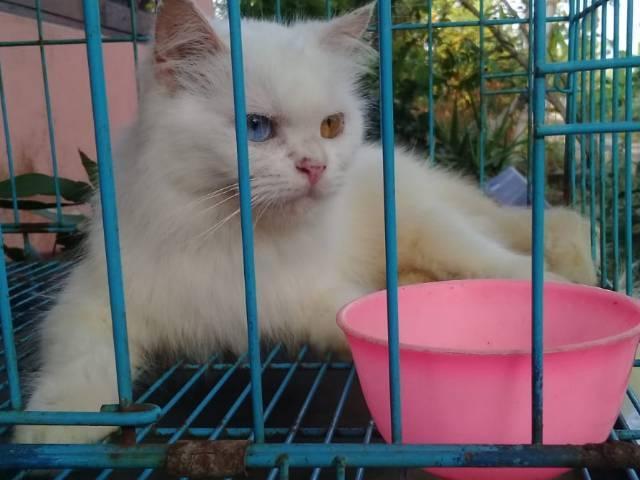 Detail Rumah Kucing Bandung Nomer 40