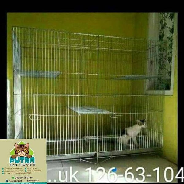 Detail Rumah Kucing Besar Nomer 49