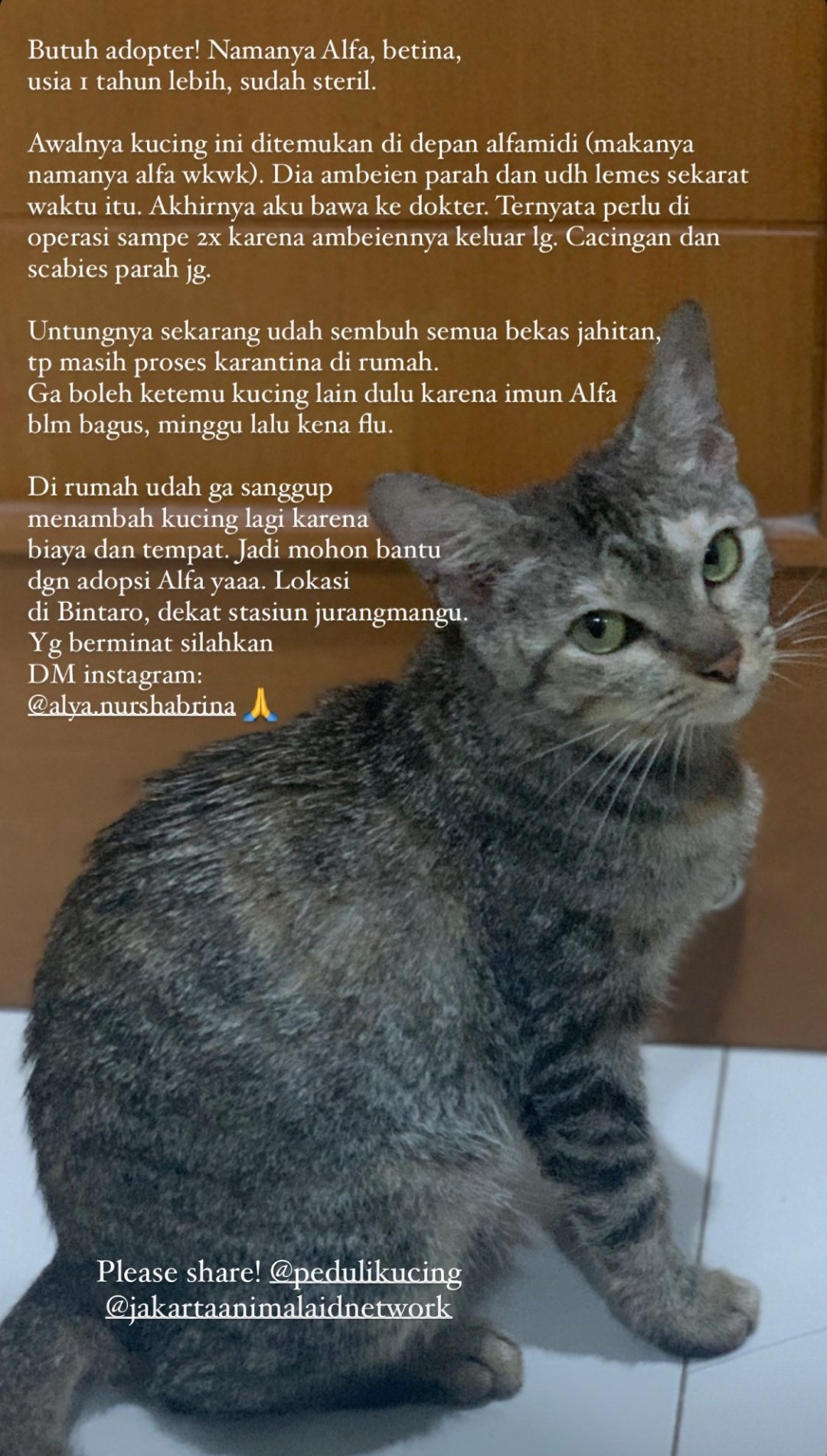 Detail Rumah Kucing Bintaro Nomer 52