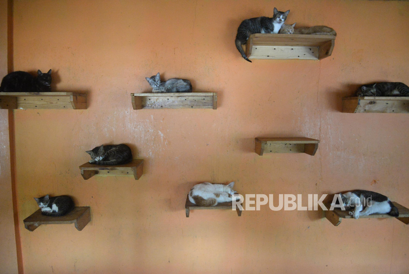 Detail Rumah Kucing Bogor Nomer 48