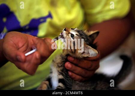 Detail Rumah Kucing Bogor Nomer 49