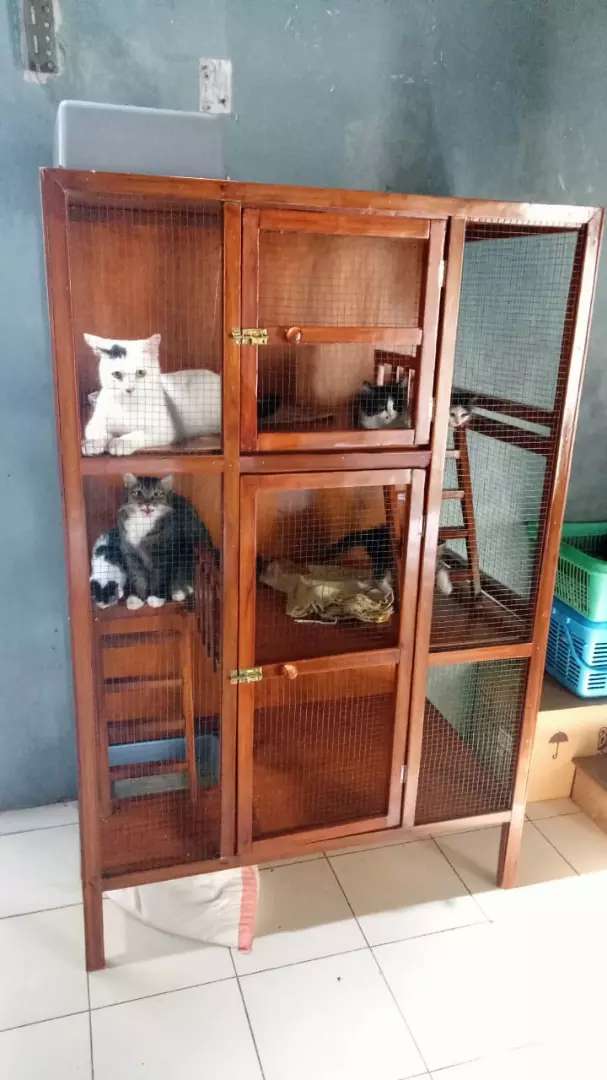 Detail Rumah Kucing Dari Kayu Nomer 36