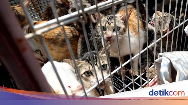 Detail Rumah Kucing Jakarta Nomer 16