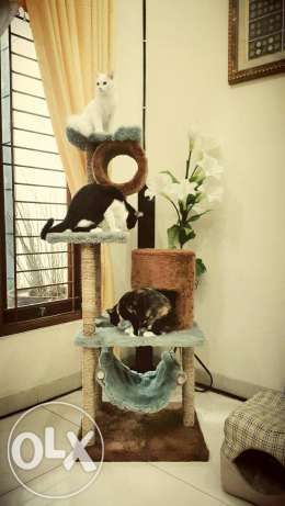 Detail Rumah Kucing Jakarta Nomer 22