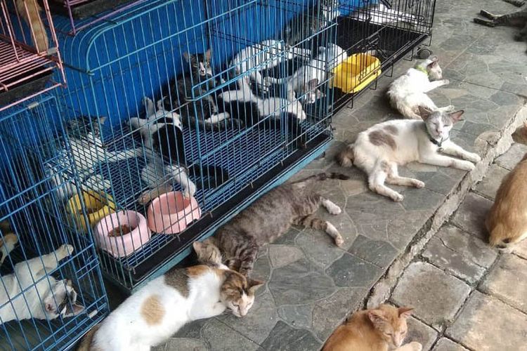 Detail Rumah Kucing Jakarta Nomer 34