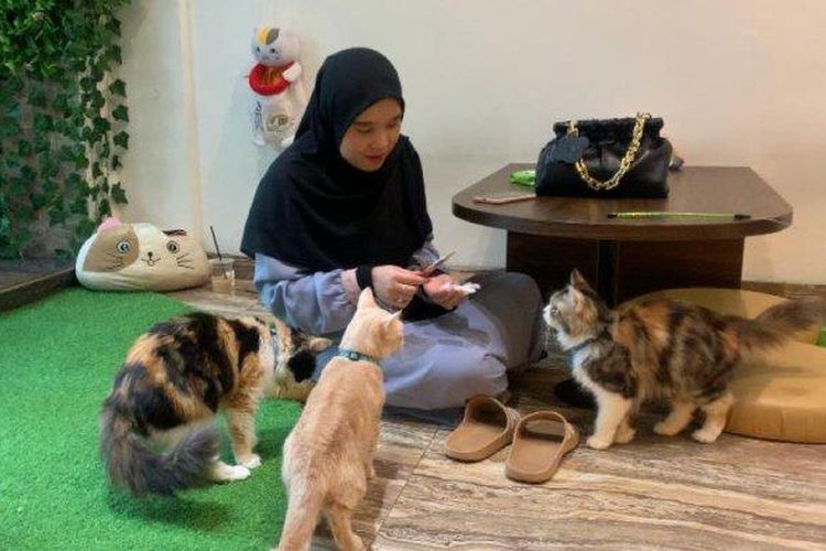 Detail Rumah Kucing Medan Kota Medan Sumatera Utara Nomer 55