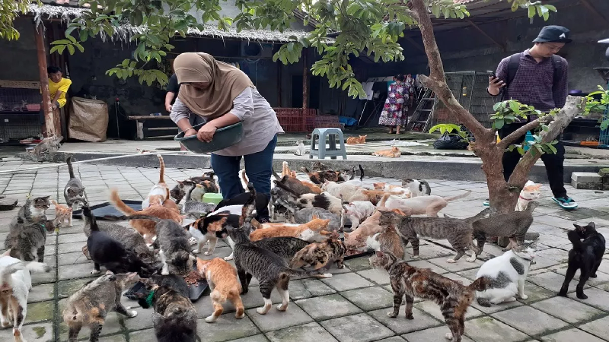 Detail Rumah Kucing Parung Nomer 20