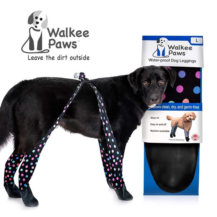 Detail Walkee Paw Nomer 13