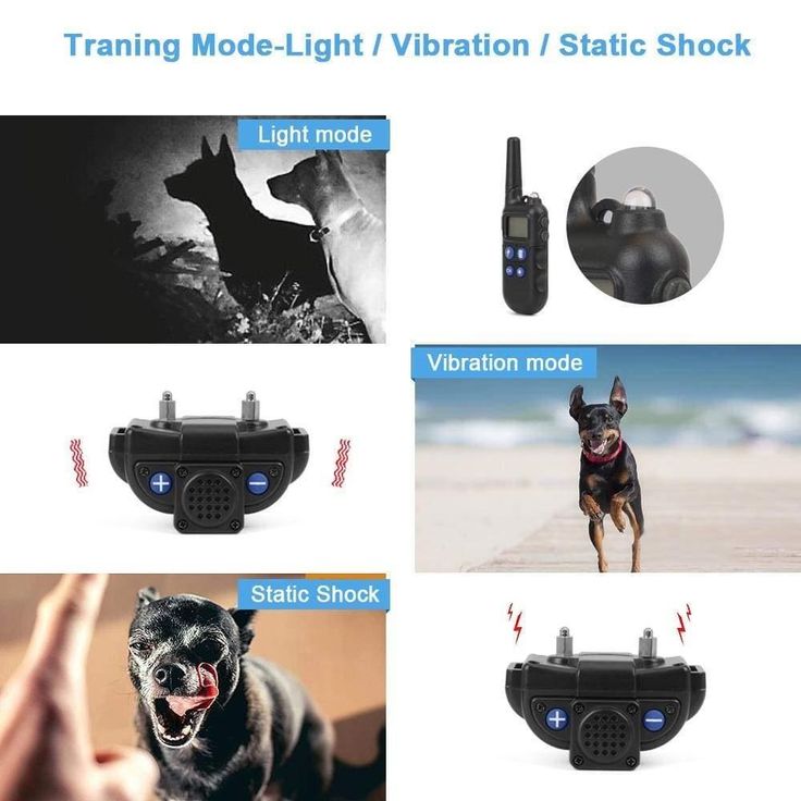 Detail Walkie Talkie Dog Collar Nomer 24