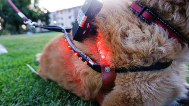 Detail Walkie Talkie Dog Collar Nomer 7