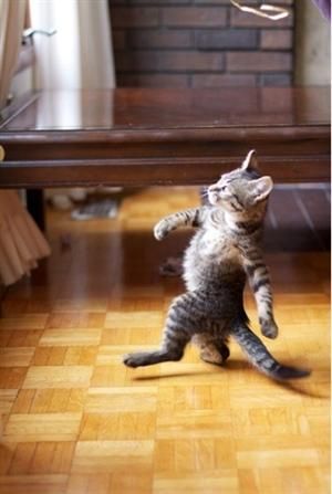 Walking Cat Meme - KibrisPDR