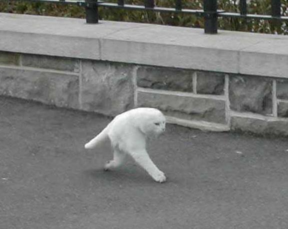 Detail Walking Cat Meme Nomer 2