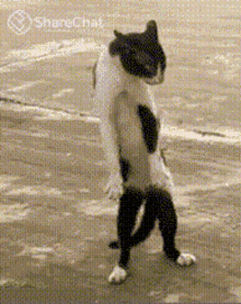 Detail Walking Cat Meme Nomer 13
