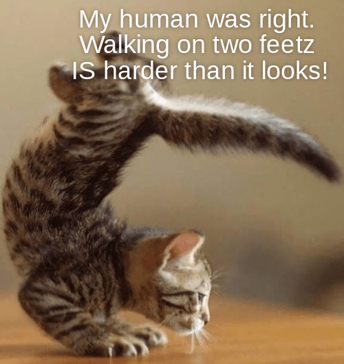 Detail Walking Cat Meme Nomer 17