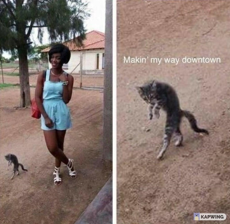 Detail Walking Cat Meme Nomer 19