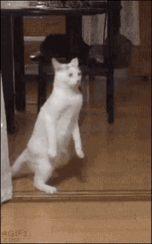 Detail Walking Cat Meme Nomer 20