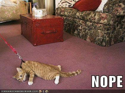 Detail Walking Cat Meme Nomer 23