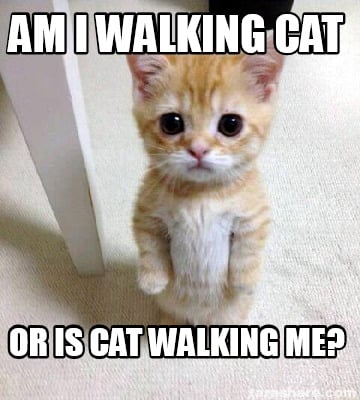 Detail Walking Cat Meme Nomer 24