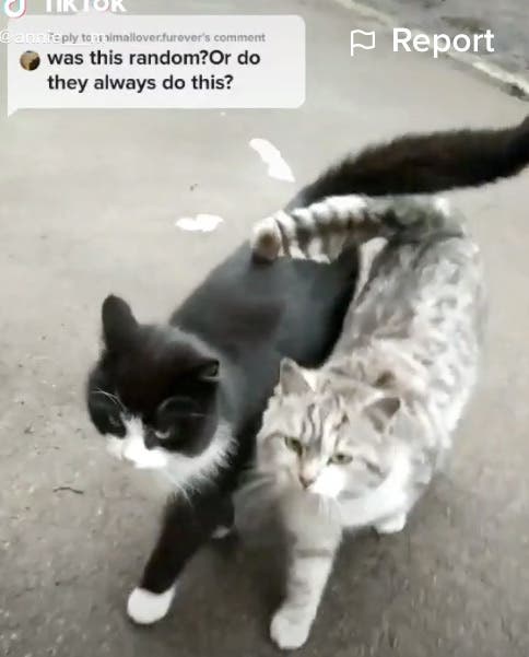 Detail Walking Cat Meme Nomer 27