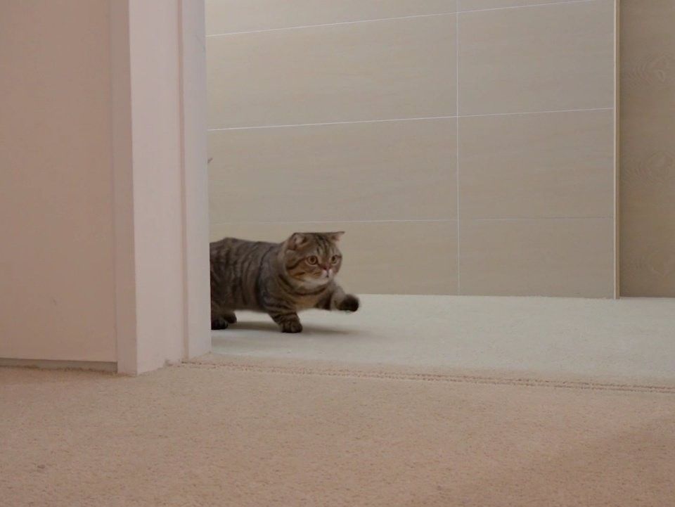 Detail Walking Cat Meme Nomer 3