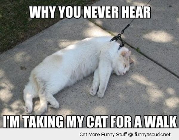 Detail Walking Cat Meme Nomer 29