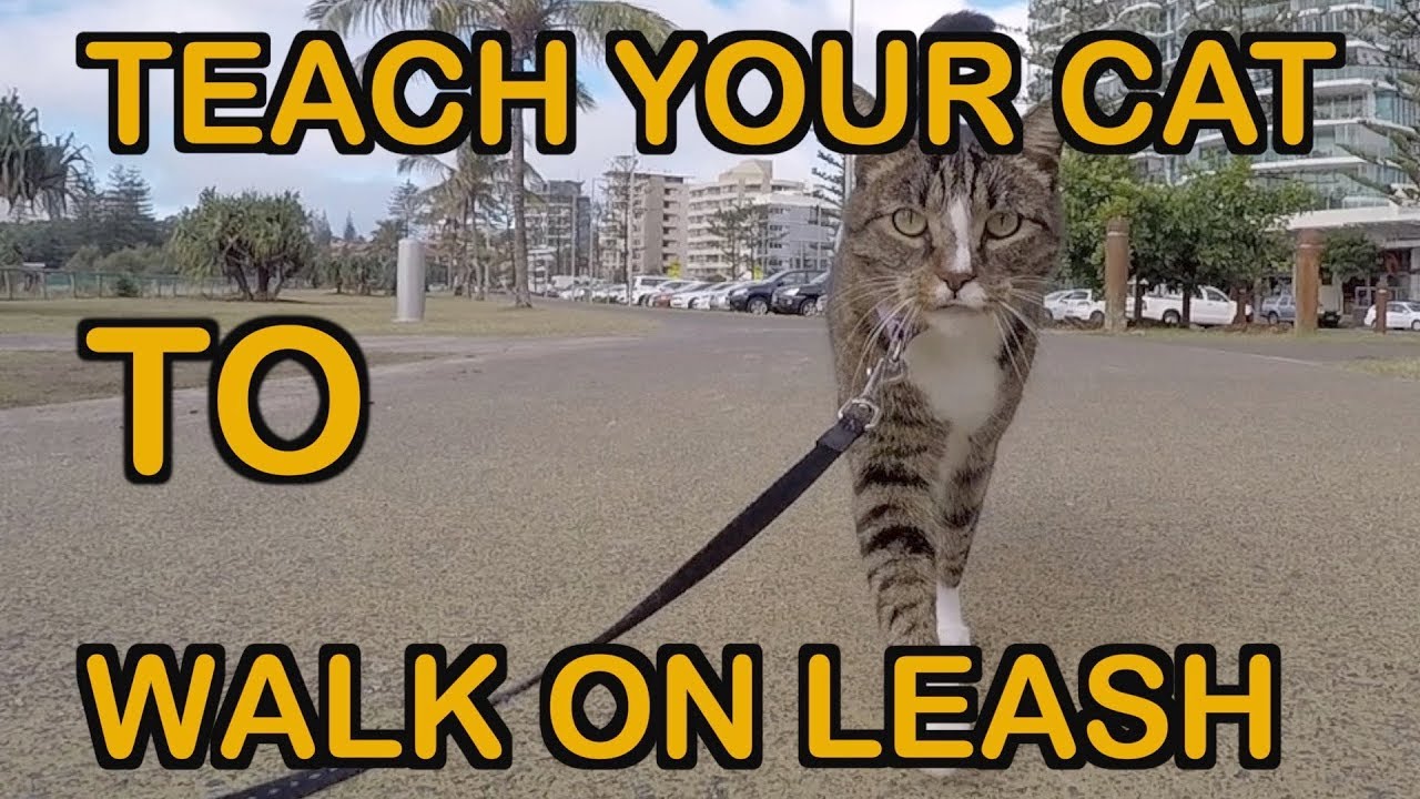 Detail Walking Cat Meme Nomer 33