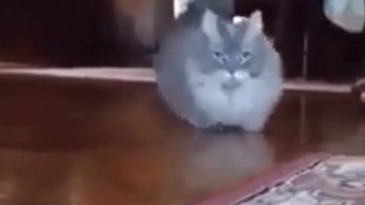 Detail Walking Cat Meme Nomer 34