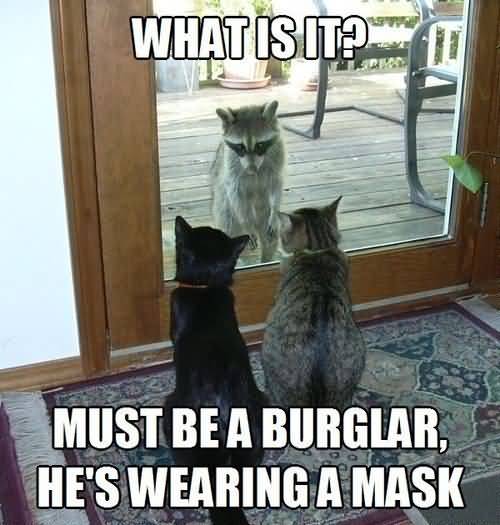 Detail Walking Cat Meme Nomer 36